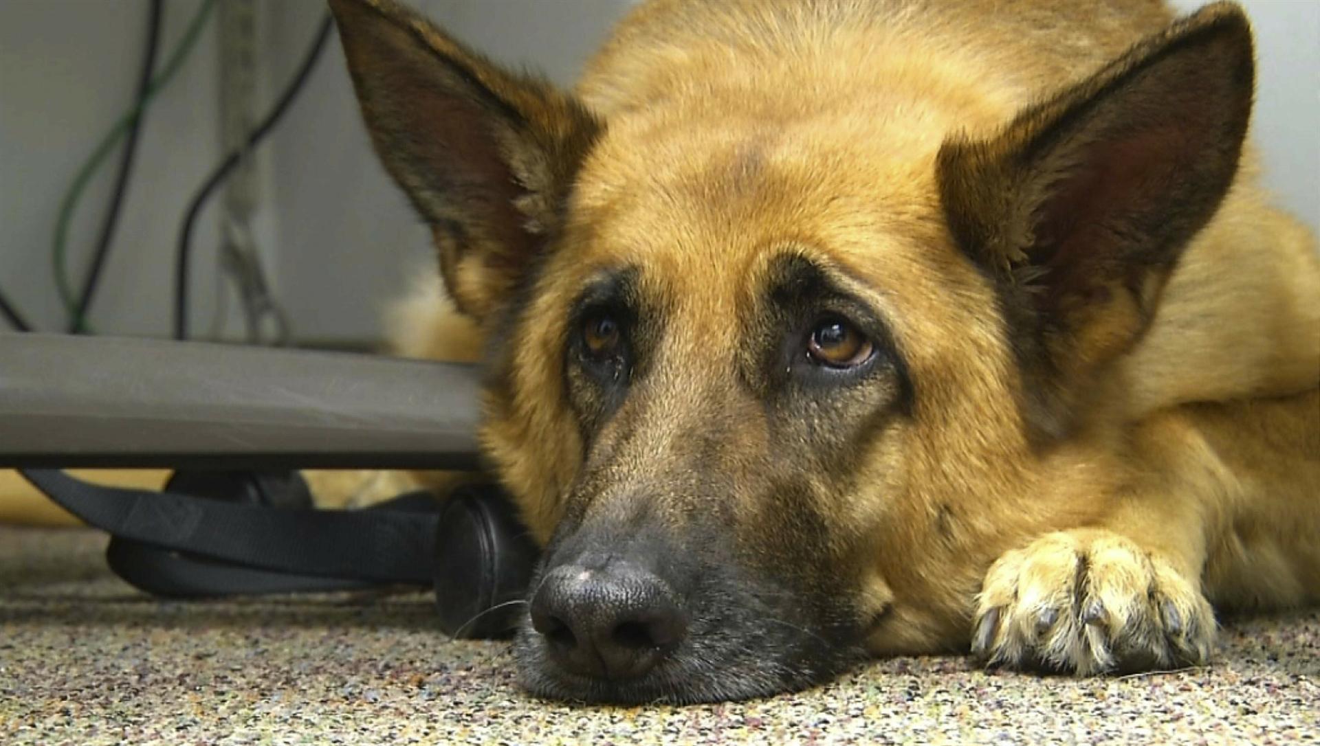 Masters of manipulation: The evolution of puppy dog eyes
