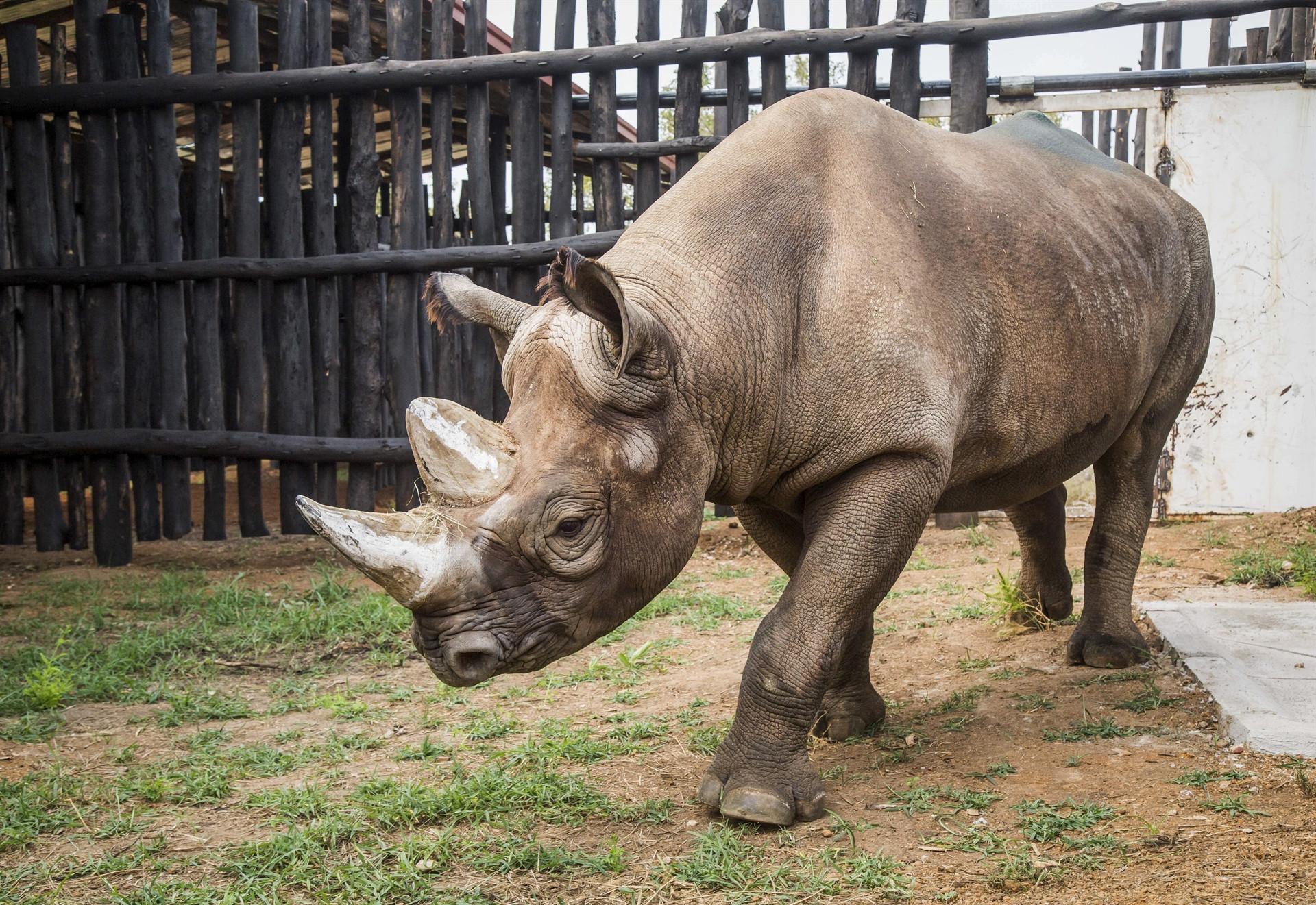 Rwandas rhino population grows, tourists expected to increase