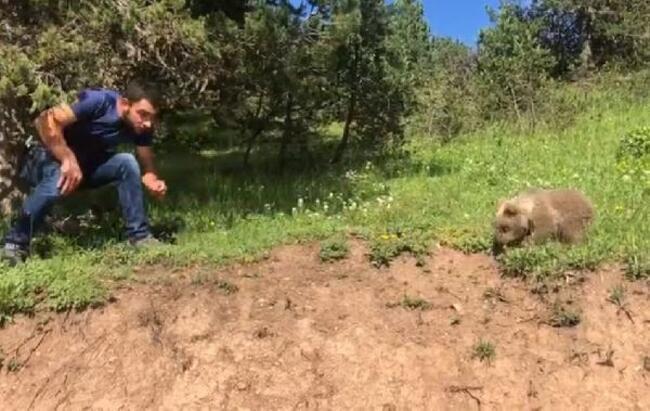Lost bear cub reunited with mother in NE Turkey