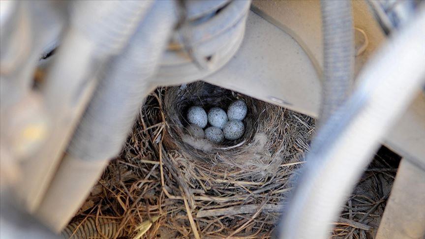 Truck taken off service as bird sets up nest in engine