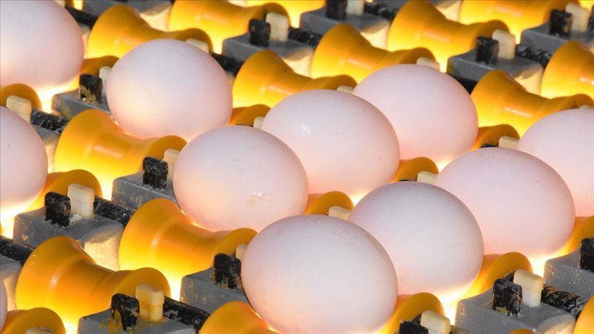 Turkeys chicken meat production down in May