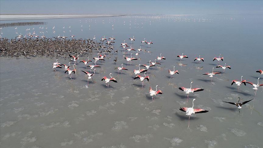 Salt Lake welcomes thousands of flamingo chicks