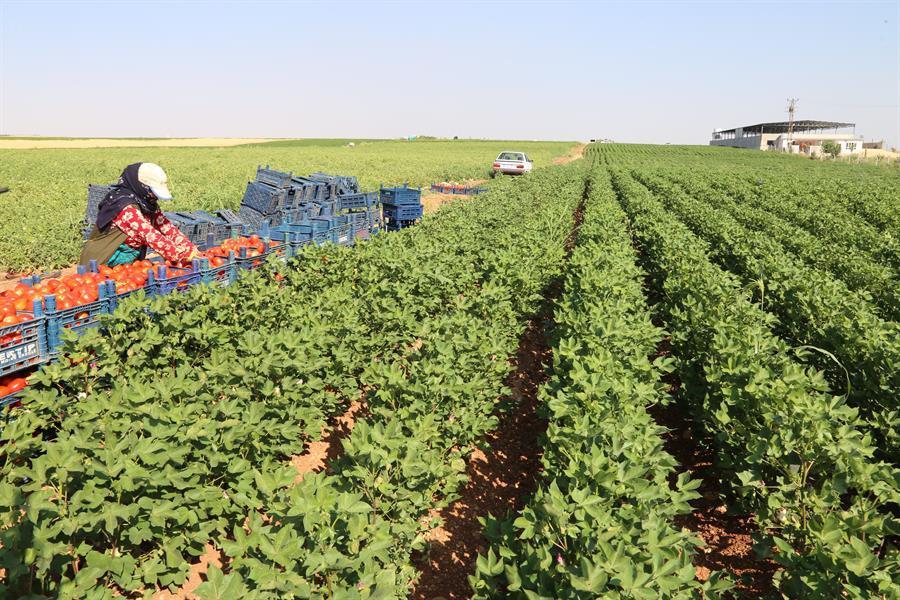 Project revives Turkeys vital Harran Plain