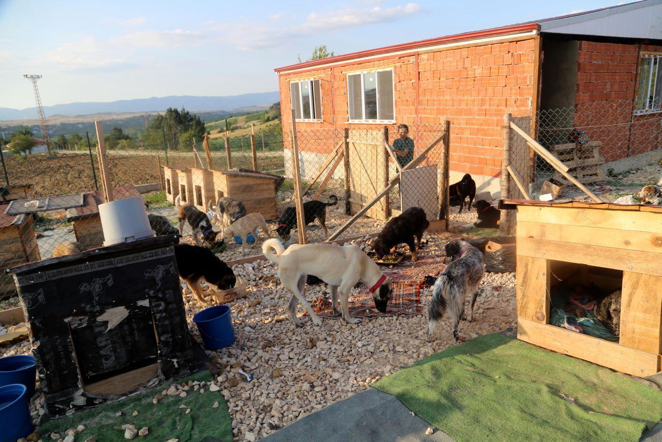 Woman establishes shelter for disabled stray dogs despite all odds