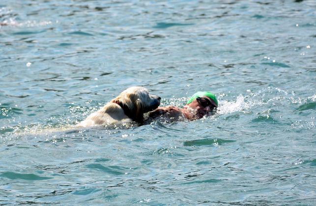 Golden Retriever becomes focus of attention at swimming race