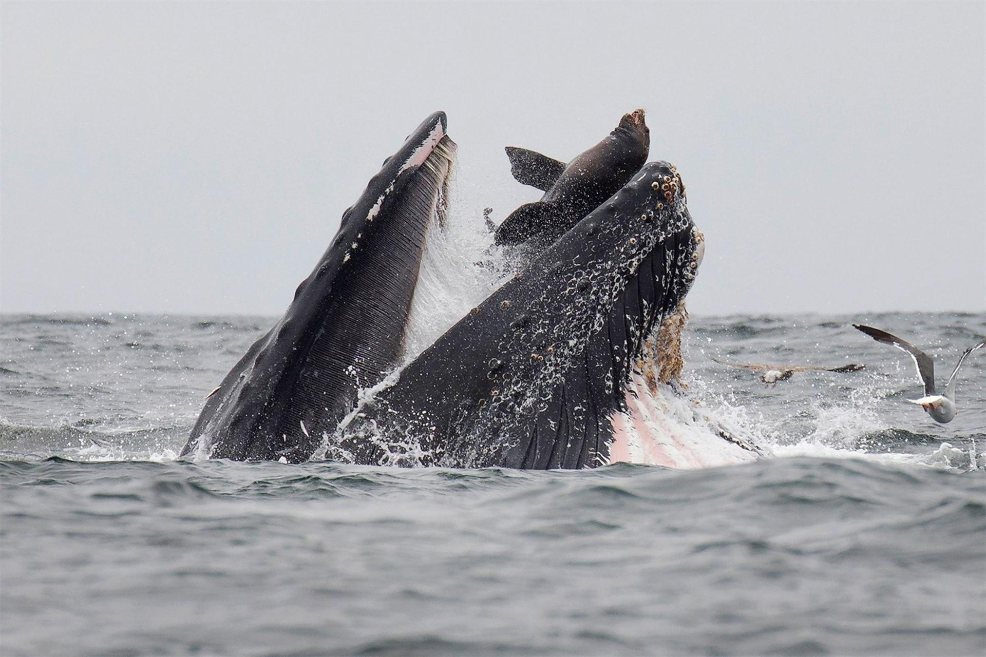 Rare photo captures sea lion falling into mouth of whale