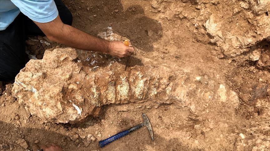 Nearly 2,000 fossils discovered in central Turkey