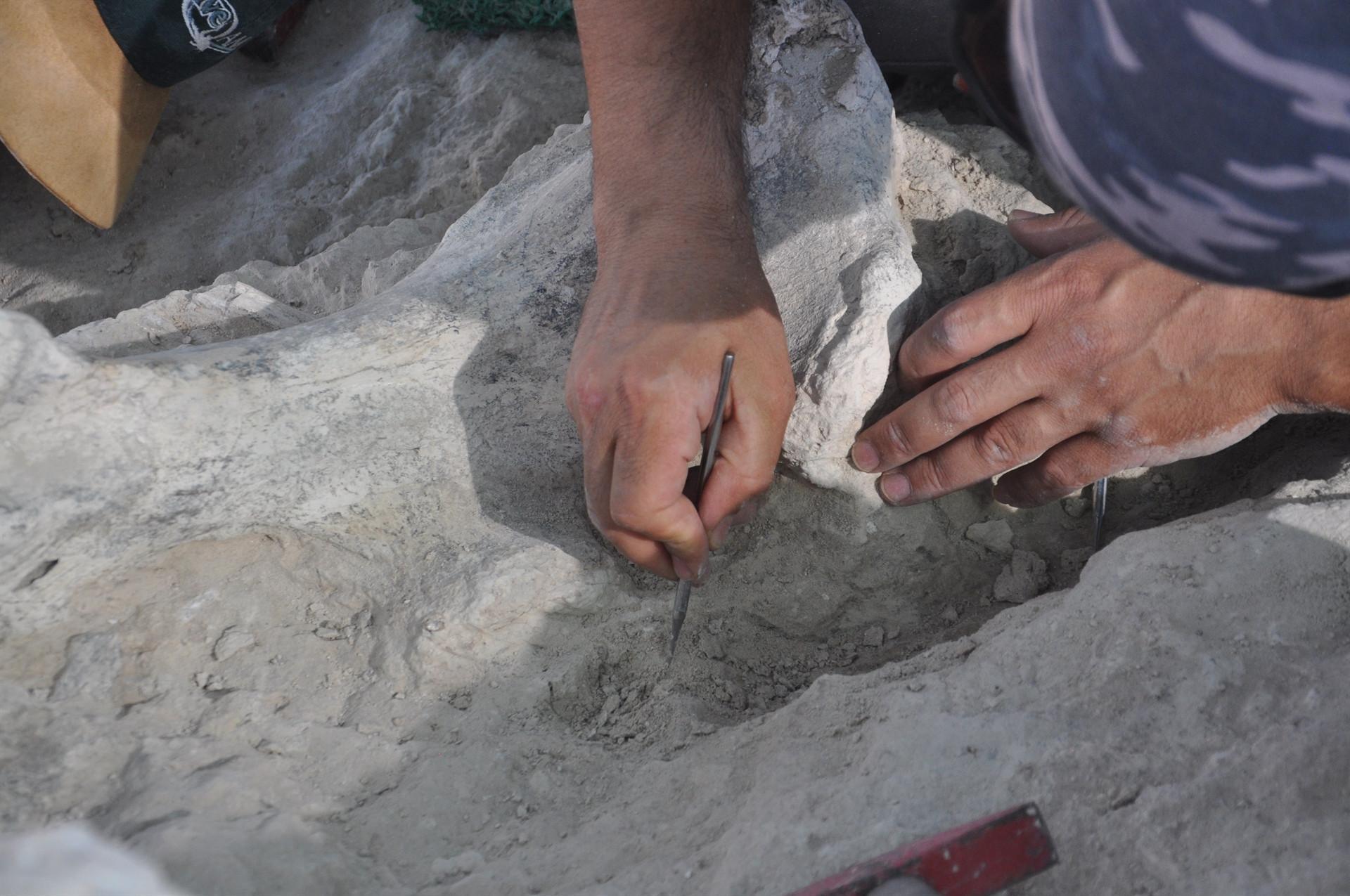 Fossils found during construction of housing complex in Central Anatolia