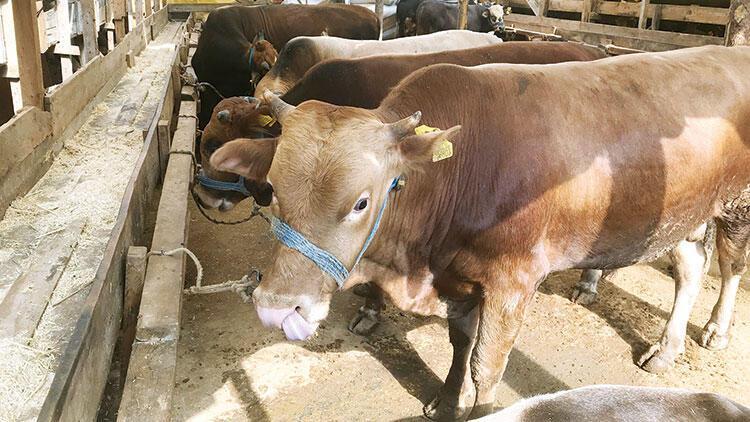 Animal bazaars waiting for retirement pension bonus for boom in sales