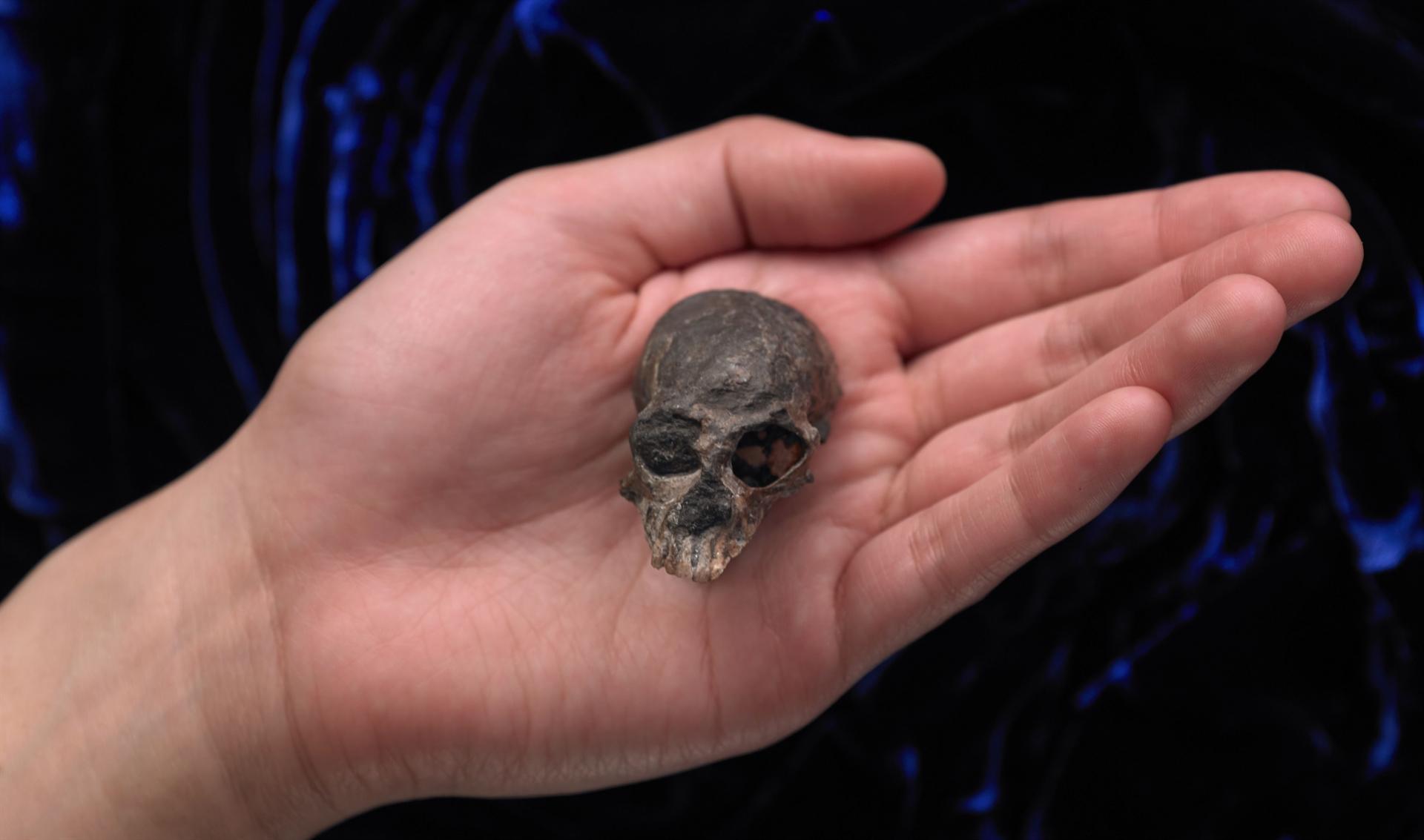 Ancient monkey skull reveals secrets of primate brain evolution