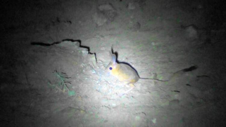 Endangered jerboa spotted in Central Anatolia