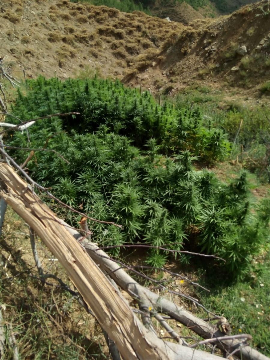 Gendarmerie seize over 1 ton of drugs in Bingöl