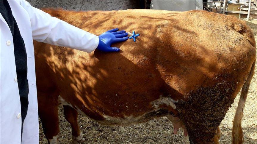 Turkish veterinarian invents first-aid tool for cattle
