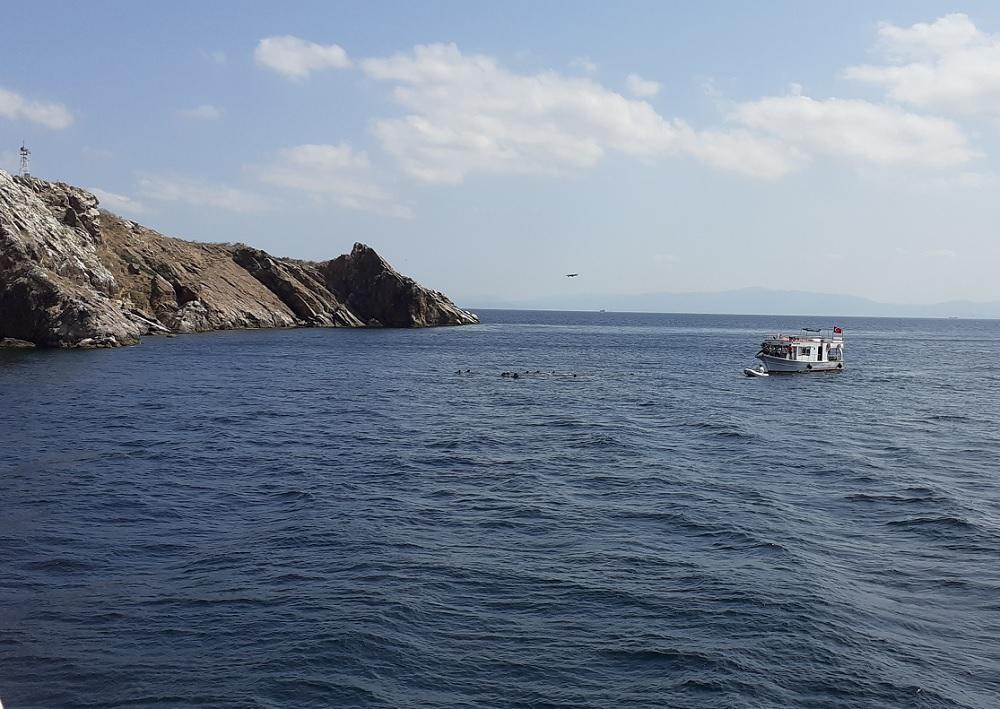 Project aims to revive Marmara Sea corals