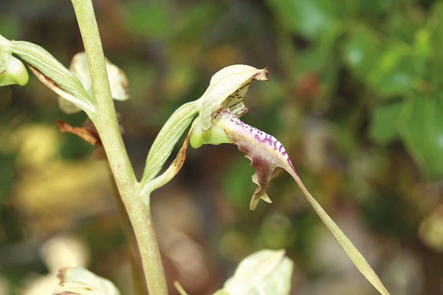 Plants in ancient Antalya sites to be taken under protection