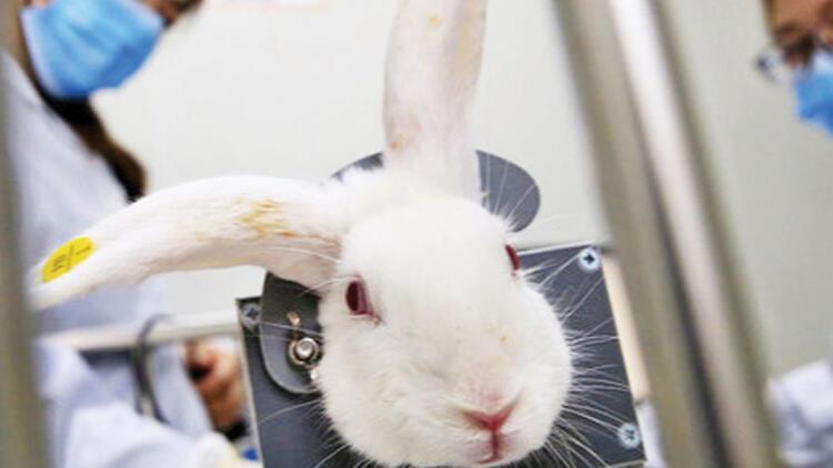 New association aims at stopping vivisection in Turkey
