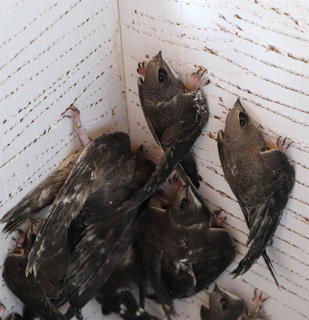 Swift birds released into nature