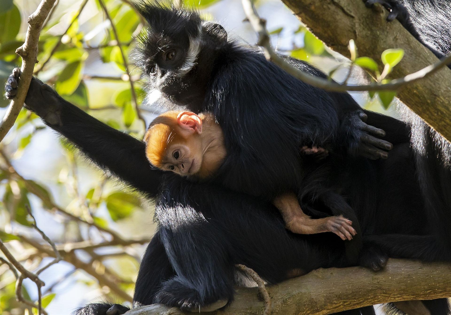 Incredibly rare monkey born at Australian zoo