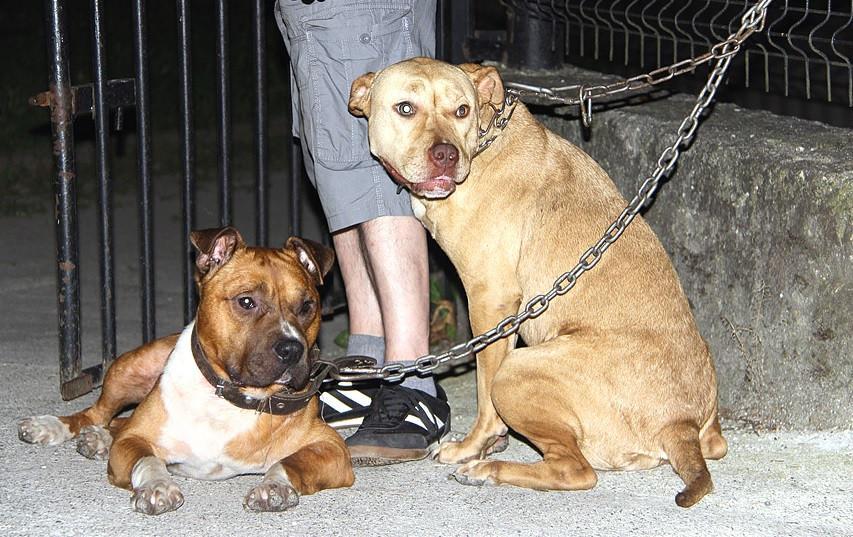 License should be acquired for pit bull ownership: Commission