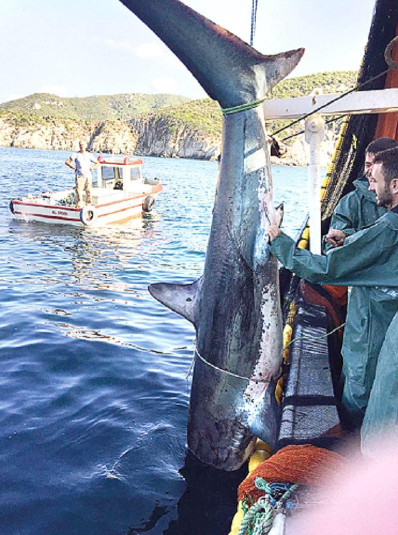 Turkish fisherman fined for punching, kicking shark