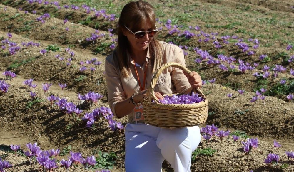 Saffron attracts tourists to Black Sea town of Safranbolu