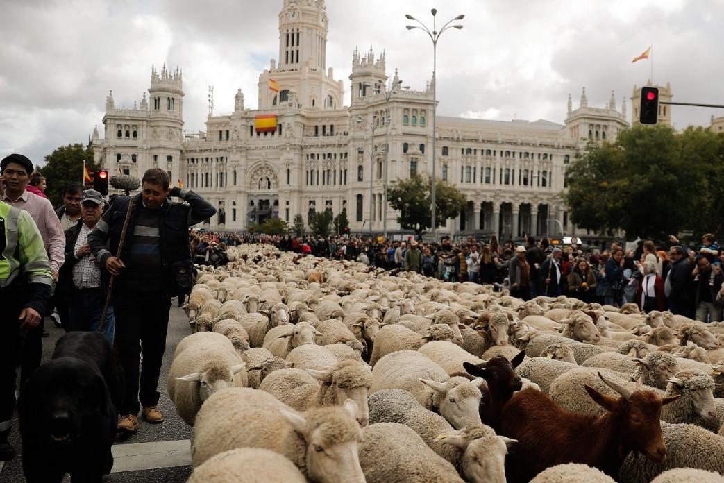 Sheep take over streets of Madrid for annual migration