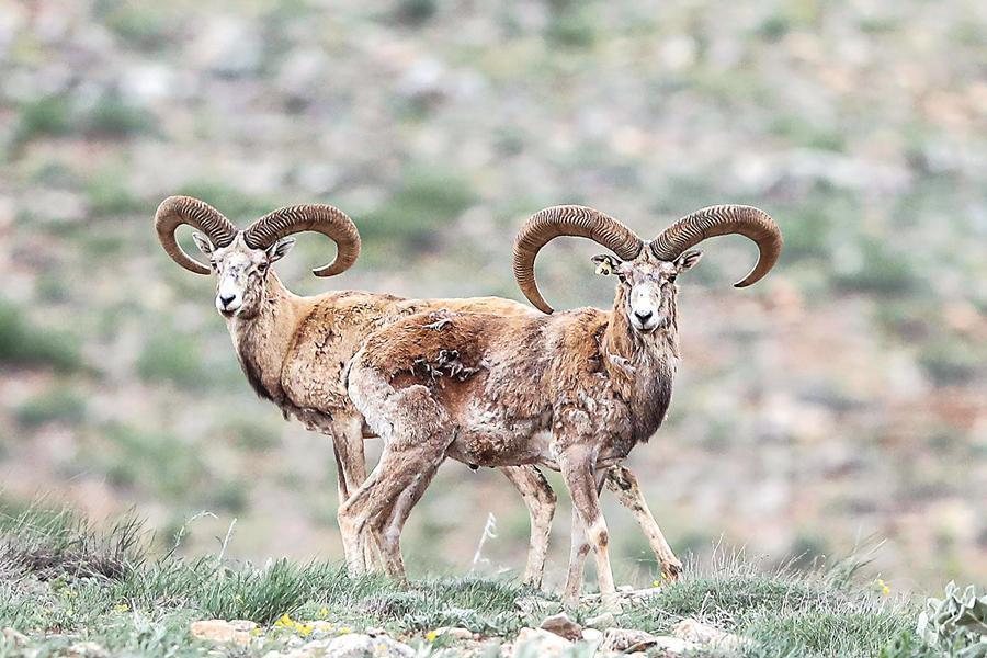 Fallow deer photographed in Taurus Mountains