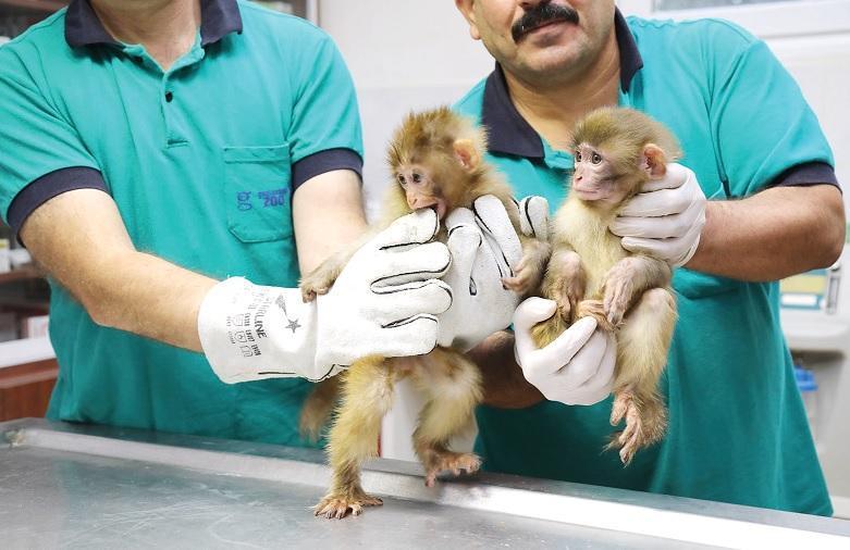 Survey to determine seized monkeys’ names