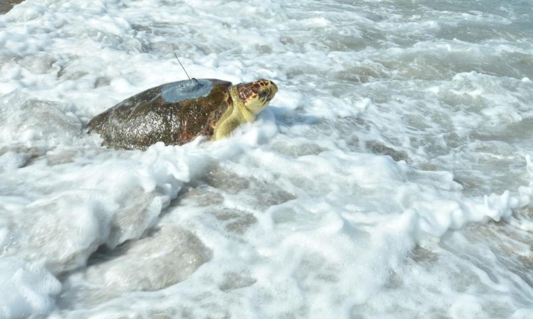 Sea turtle returns home after recovery