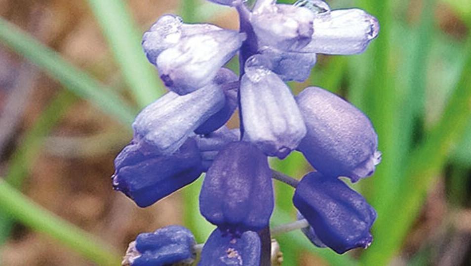 Two new members added to Turkey’s muscari family