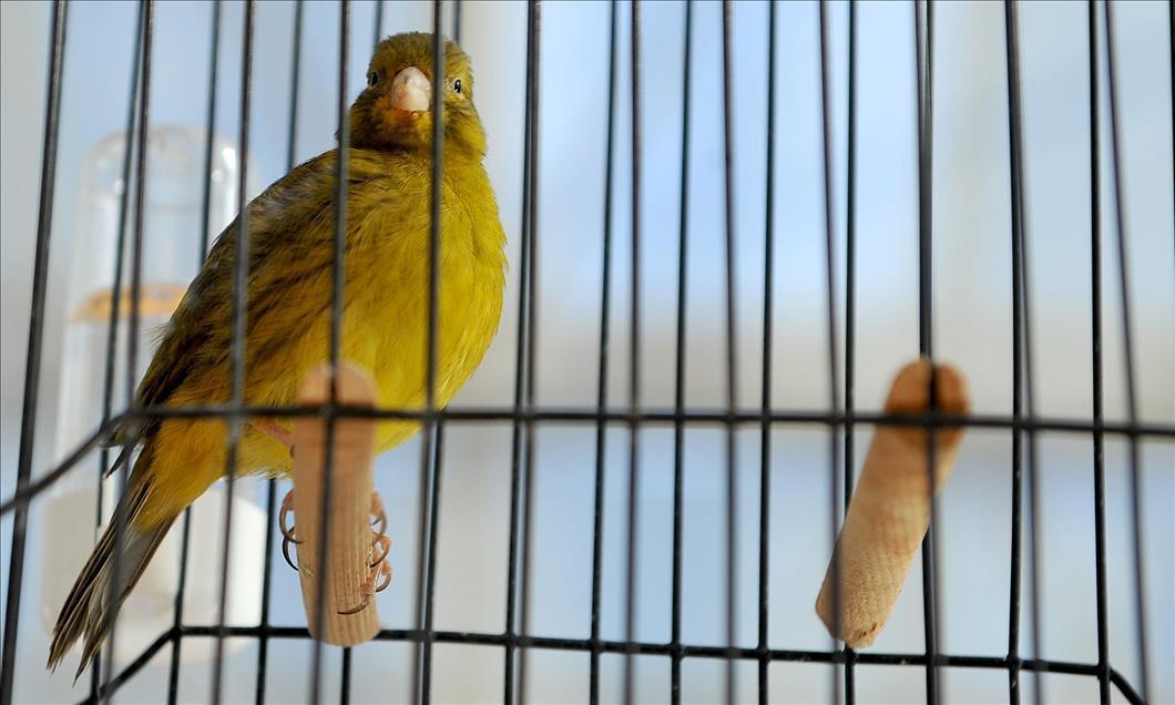 Trained Russian canaries to perform classical works in Turkey