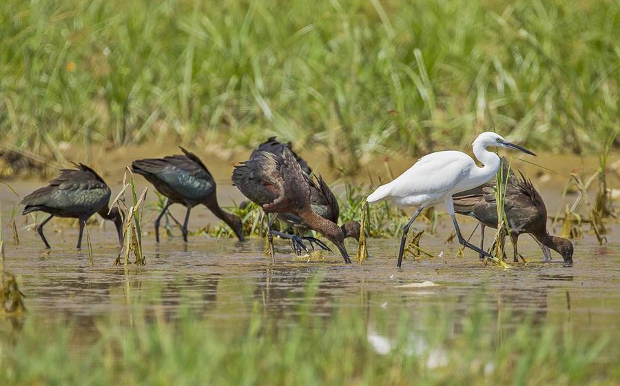 Decline of bird population first warning of breakdown: Expert