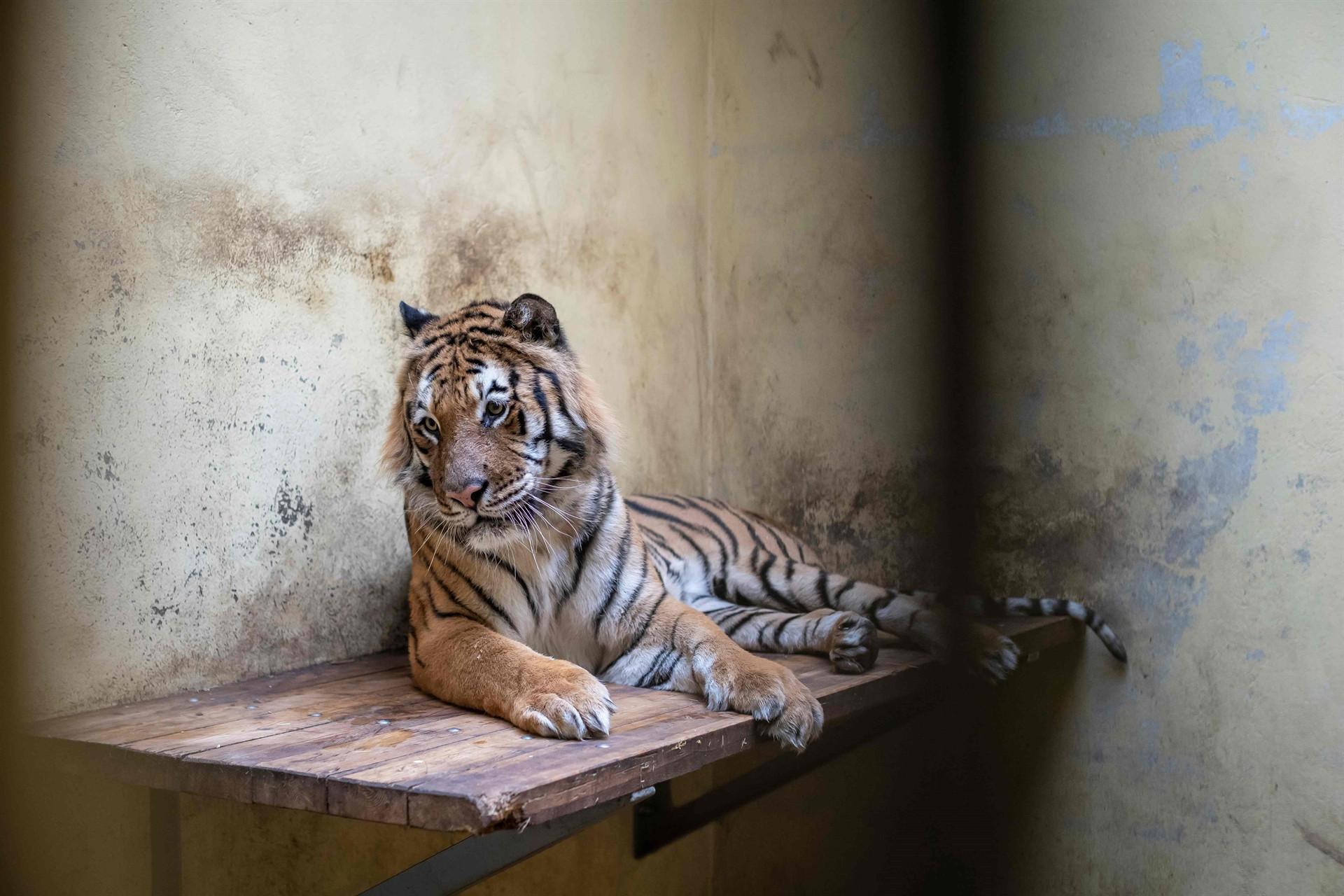 Stranded tigers recovering in Polish zoos