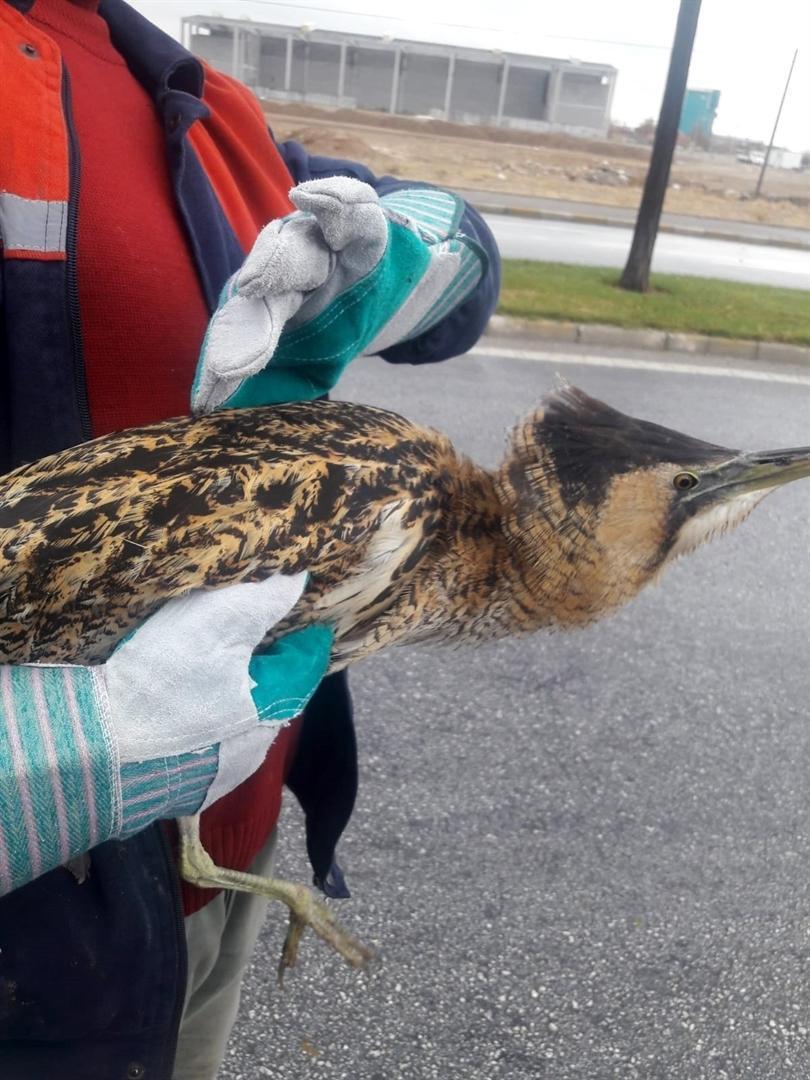 ‘Tired’ endangered bittern put under protection