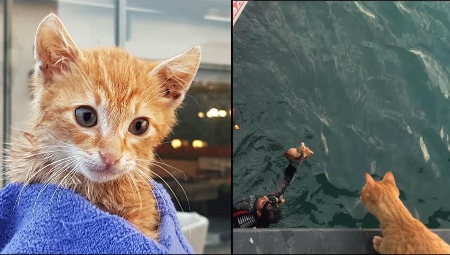 Stranded kitten rescued from the sea as mother waits