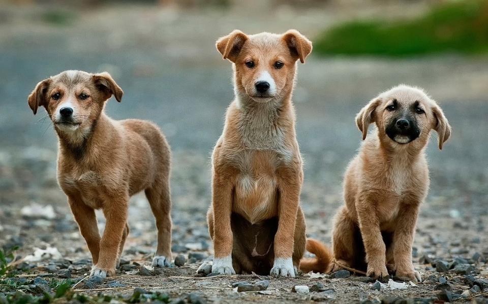 Over 368,000 stray animals adopted from animal shelters: Ministry