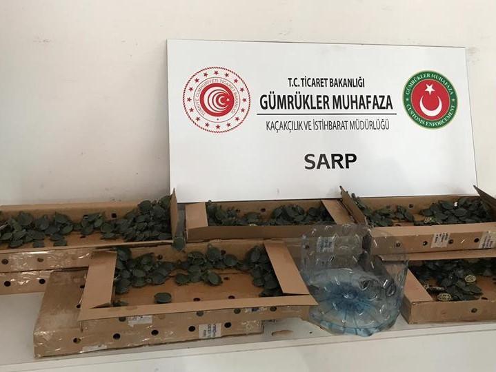 Turkey seizes 3,400 smuggled terrapin turtles at border