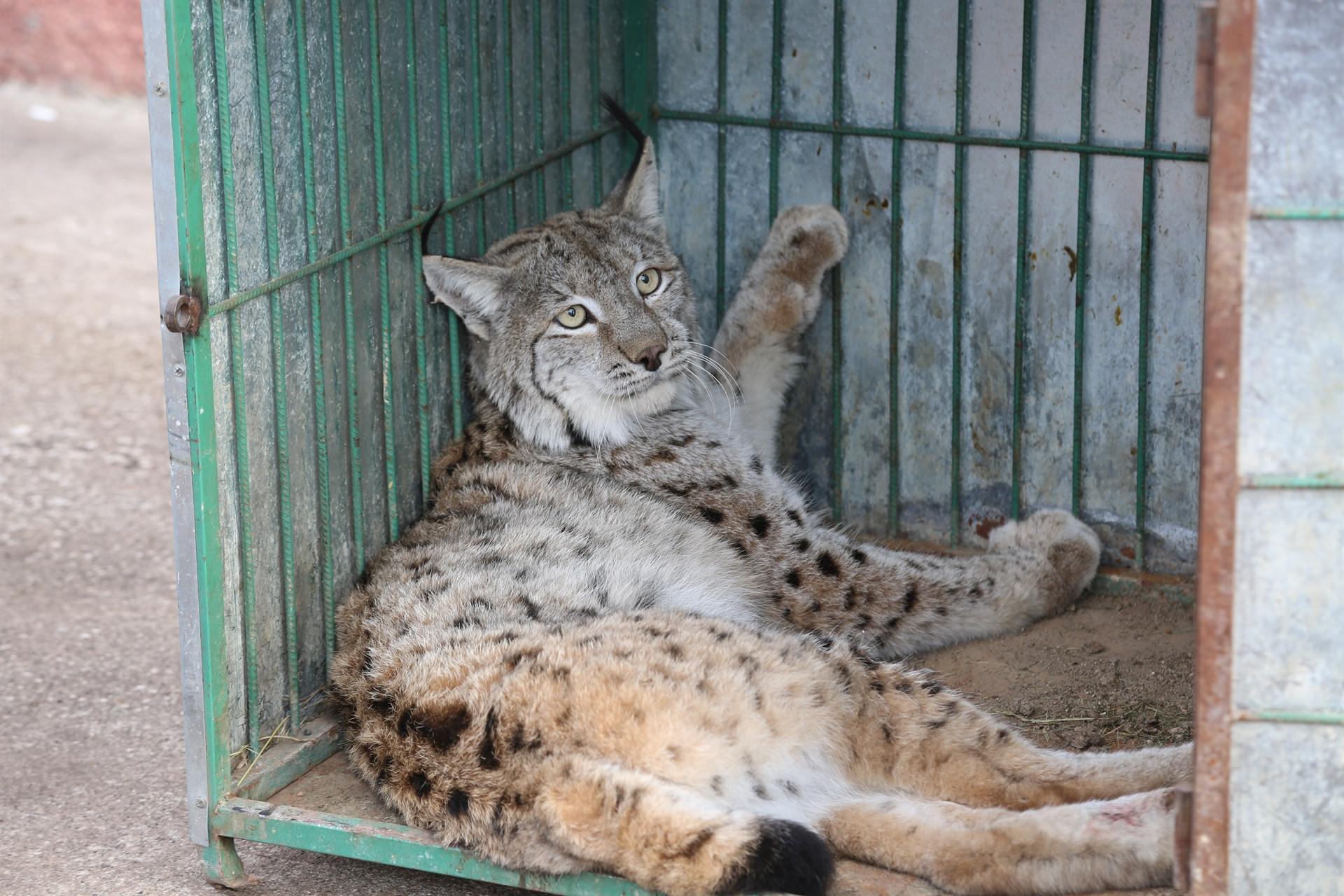 Rare caracal under treatment