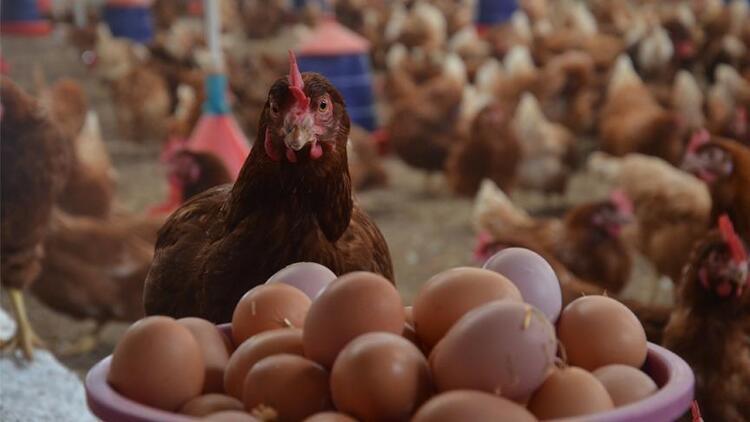 Turkeys poultry production up in October