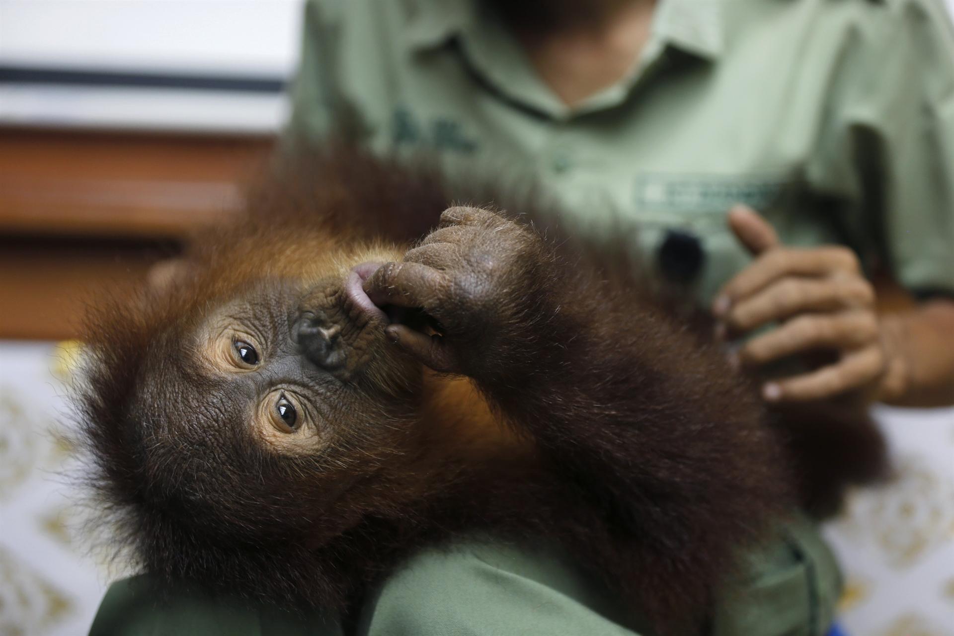 Balis drugged, smuggled orangutan headed back to the wild