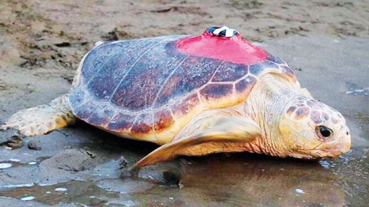 Loggerhead Tuba sets sail to Mediterranean again