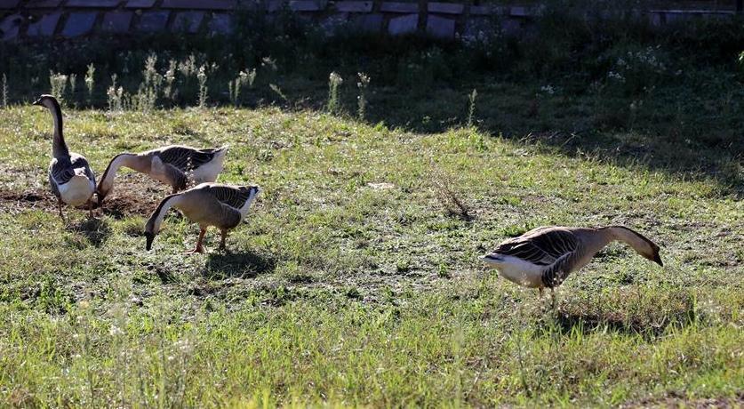 Museum exiled geese to ancient site after one of them bit a visiting kid