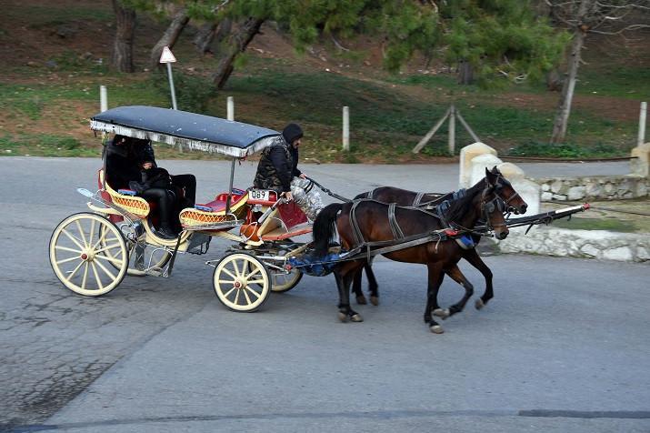 Horse carriages banned for three months on Princes’ Islands after glanders outbreak