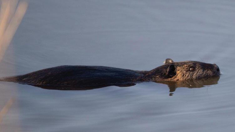 South America native coypu floating in Edirne rivers