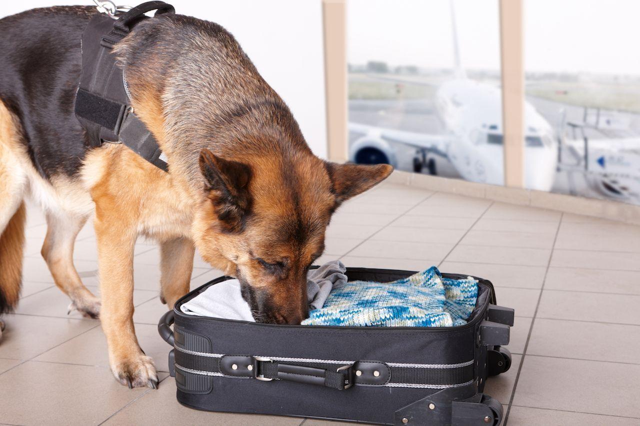 US halts sending bomb-sniffing dogs to Jordan, Egypt as seven die