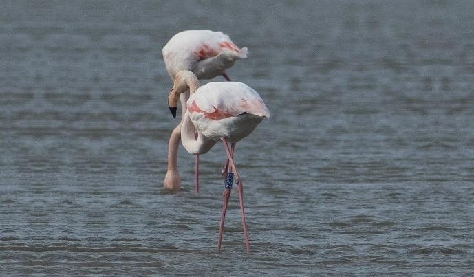 Bursa’s latest pink visitor from Venice