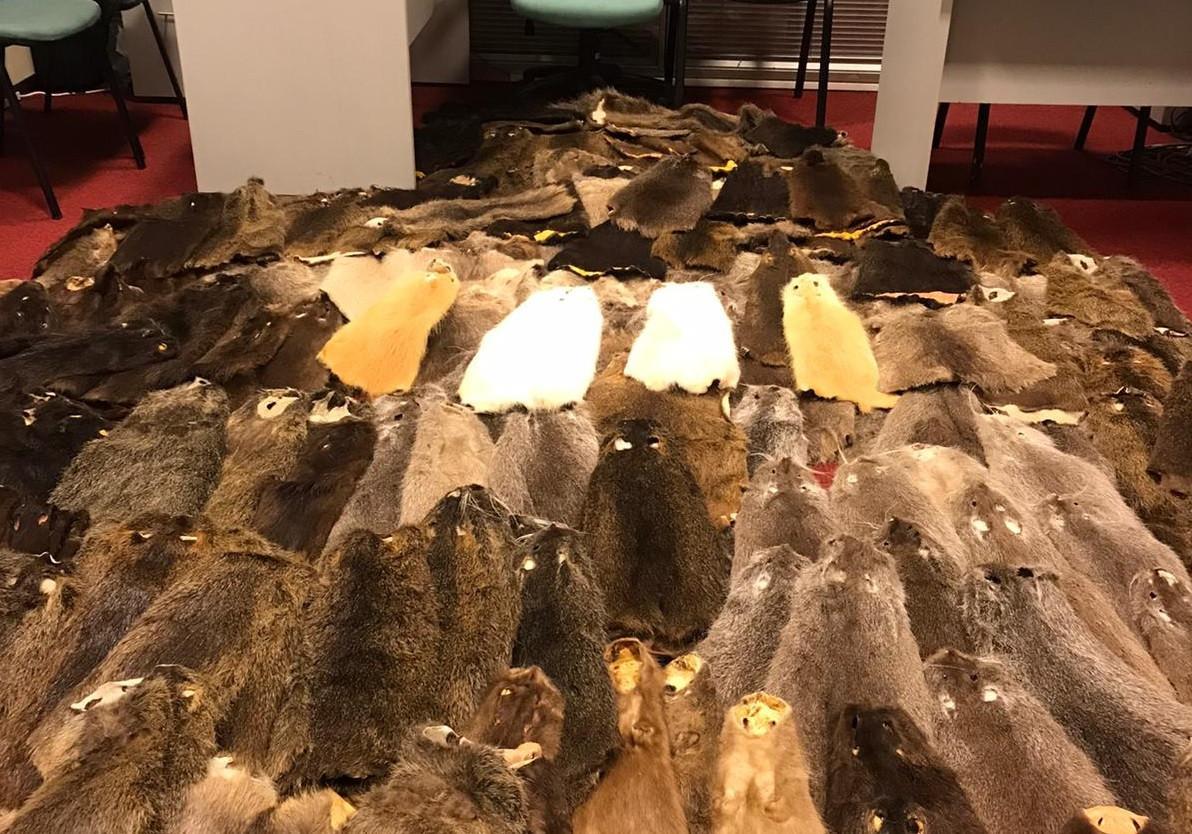 Some 800,000 liras worth beaver pelts seized at Ankara airport