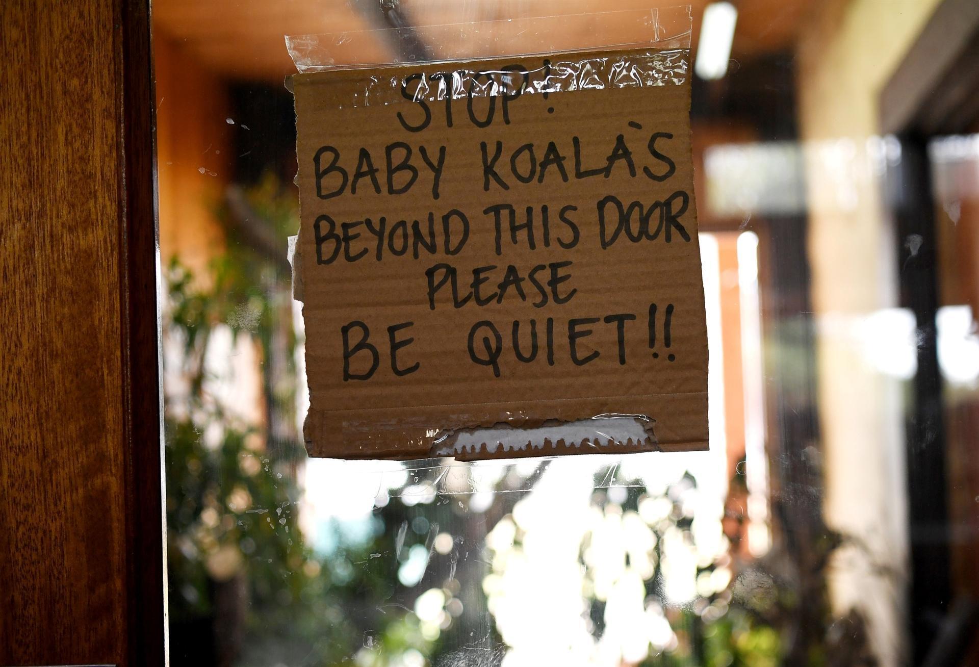 Koalas, wallabies endangered by Australia bushfires ecological disaster