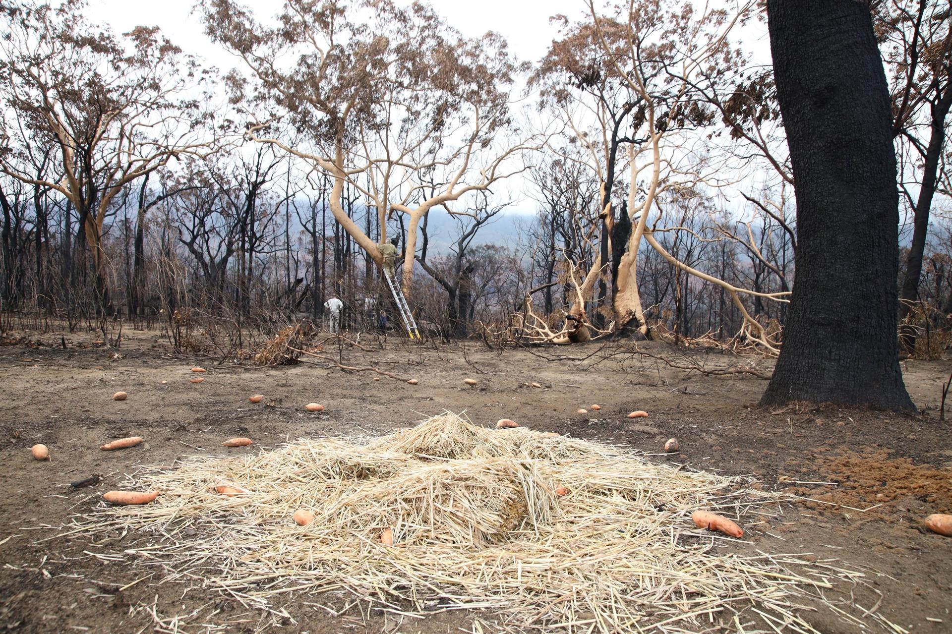 Australian government says to support tourism industry as bushfires recede