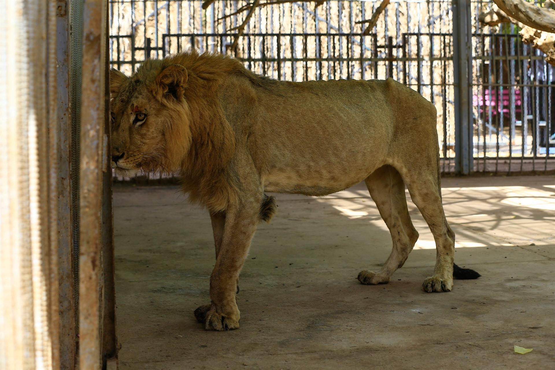 Online campaign to save malnourished lions at Sudan park